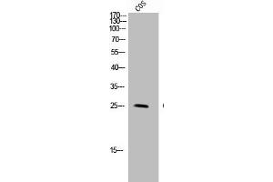 Western Blot analysis of COS-7 cells using GPR40 Polyclonal Antibody (FFAR1 anticorps  (Internal Region))