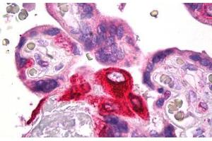 Anti-PTGES antibody IHC staining of human placenta. (Prostaglandin E Synthase anticorps)