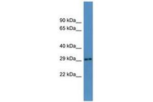 anti-AU RNA Binding Protein/enoyl-CoA Hydratase (AUH) (AA 38-87) antibody