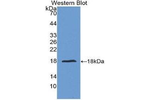 Western Blotting (WB) image for anti-Interleukin 24 (IL24) (AA 51-206) antibody (ABIN1175466) (IL-24 anticorps  (AA 51-206))
