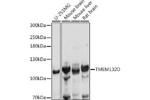 Western blot analysis of extracts of various cell lines, using TMEM132D antibody (ABIN7270954) at 1:1000 dilution.