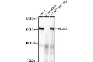 Immunoprecipitation analysis of 300 μg extracts of HeLa cells using 3 μg HD antibody (ABIN7267711).