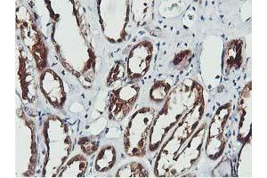 Image no. 8 for anti-CoA Synthase (COASY) antibody (ABIN1497556) (COASY anticorps)