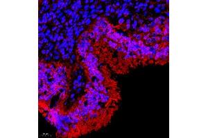 Immunofluorescence of paraffin embedded rat uterus using TR2IT1 (ABIN7075887) at dilution of 1:650 (400x lens) (TXNRD3NB anticorps)