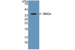 Western blot analysis of recombinant Human GATA2. (GATA2 anticorps  (AA 175-480))