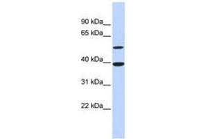 Image no. 1 for anti-Activating Transcription Factor 7 (AFT7) (AA 71-120) antibody (ABIN6744399) (AFT7 anticorps  (AA 71-120))