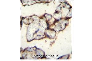 PLCXD2 Antibody (Center) (ABIN656207 and ABIN2845526) immunohistochemistry analysis in formalin fixed and paraffin embedded human placenta tissue followed by peroxidase conjugation of the secondary antibody and DAB staining. (PLCXD2 anticorps  (AA 99-127))