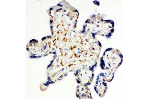 SDC3 anticorps  (N-Term)