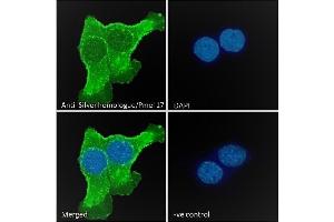 (ABIN185660) Immunofluorescence analysis of paraformaldehyde fixed A431 cells, permeabilized with 0. (Melanoma gp100 anticorps  (C-Term))