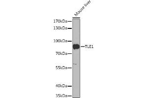 Western blot analysis of extracts of Mouse liver, using TLE1 Rabbit pAb (ABIN6132755, ABIN6149204, ABIN6149206 and ABIN6217324) at 1:1000 dilution. (TLE1 anticorps  (AA 256-355))