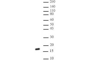 Histone H3 di/trimethyl Lys27 antibody (mAb) tested by Western blot. (Histone 3 anticorps  (H3K27me2, H3K27me3))