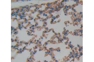 Used in DAB staining on fromalin fixed paraffin- embedded Kidney tissue (CD11c anticorps  (AA 907-1115))