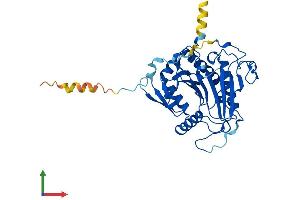 AlphaFold protein structure predicition of Human Recombinant GALT Protein, UniprotID P07902