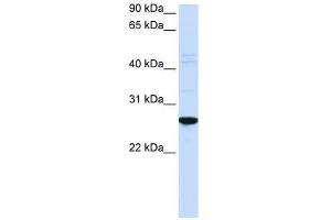 DRGX antibody used at 0.