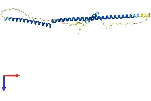 AlphaFold protein structure predicition of Human Recombinant BRMS1 Protein, UniprotID Q9HCU9