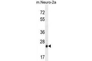 AP3S1 Antibody (N-term) western blot analysis in mouse Neuro-2a cell line lysates (35µg/lane).