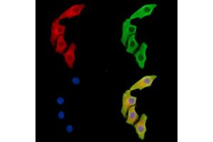 ABIN7095984 and ABIN7100046 staining Hela cells by IF/ICC. (BCL2-Like 15 anticorps)