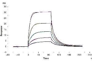 Cynomolgus B7-2, His Tag immobilized on CM5 Chip can bind Cynomolgus CTLA-4, His Tag with an affinity constant of 0.