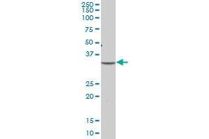 PLSCR1 MaxPab polyclonal antibody. (PLSCR1 anticorps  (AA 1-318))