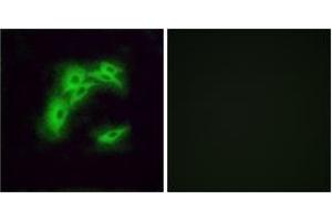 Immunofluorescence analysis of A549 cells, using OR5I1 Antibody. (OR5I1 anticorps  (AA 206-255))