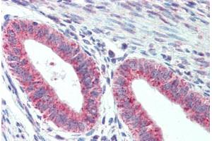 Anti-TM9SF1 antibody  ABIN1104705 IHC staining of human uterus. (TM9SF1 anticorps  (Internal Region))