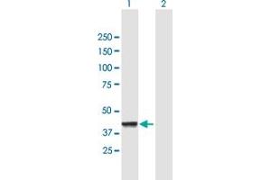 Western Blot analysis of CNP expression in transfected 293T cell line by CNP MaxPab polyclonal antibody. (Cnpase anticorps  (AA 1-421))