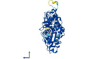 AlphaFold protein structure predicition of Human Recombinant ACTR1B Protein, UniprotID P42025