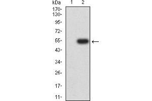 Western blot analysis using CHRNA10 mAb against HEK293 (1) and CHRNA10 (AA: extra 25-237)-hIgGFc transfected HEK293 (2) cell lysate. (CHRNA10 anticorps  (AA 25-237))