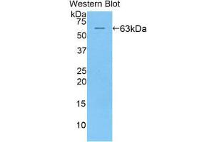 Western Blotting (WB) image for anti-Killer Cell Immunoglobulin-Like Receptor, Two Domains, Long Cytoplasmic Tail, 2 (KIR2DL2) (AA 22-348) antibody (ABIN1859537) (KIR2DL2 anticorps  (AA 22-348))