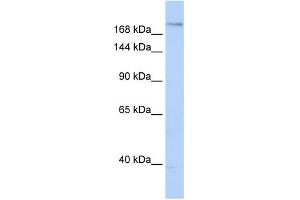 WB Suggested Anti-PLXNA2 Antibody Titration:  0. (Plexin A2 anticorps  (N-Term))