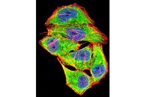 Immunofluorescence analysis of Hela cells using COL1A2 mouse mAb (green).