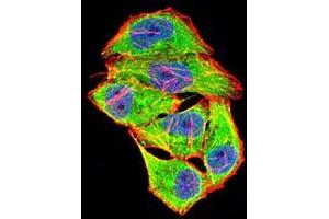 Immunofluorescence analysis of Hela cells using COL1A2 mouse mAb (green). (COL1A2 anticorps  (AA 23-79))