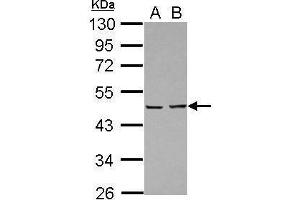 WB Image Sample (30 ug of whole cell lysate) A: A431 B: Jurkat 10% SDS PAGE antibody diluted at 1:10000 (PA2G4 anticorps)