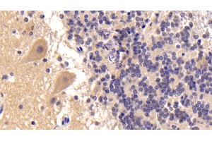 Detection of IGF1 in Human Cerebellum Tissue using Monoclonal Antibody to Insulin Like Growth Factor 1 (IGF1)
