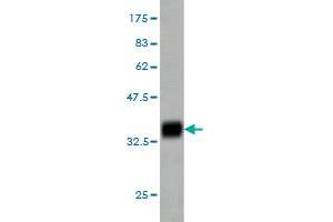 Western Blot detection against Immunogen (36. (MED17 anticorps  (AA 551-651))