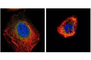 ICC/IF Image Confocal immunofluorescence analysis (Olympus FV10i) of paraformaldehyde-fixed U2OS, using CDC25C, antibody (Geen) at 1:500 dilution.
