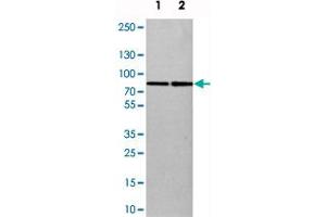 Western blot analysis of cell lysates with SETD3 polyclonal antibody  at 1:250-1:500 dilution. (SETD3 anticorps)