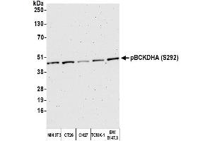 Western Blotting (WB) image for anti-Branched Chain Keto Acid Dehydrogenase E1, alpha Polypeptide (BCKDHA) (pSer292) antibody (ABIN7452999) (BCKDHA anticorps  (pSer292))