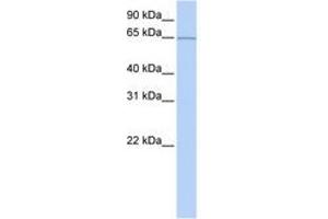 Image no. 1 for anti-Pumilio RNA Binding Family Member 3 (PUM3) (AA 451-500) antibody (ABIN6740662) (KIAA0020 anticorps  (AA 451-500))