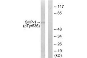 Western blot analysis of extracts from RAW264. (SHP1 anticorps  (pTyr536))