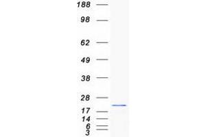 Validation with Western Blot