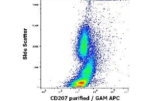 Flow cytometry intracellular staining pattern of human stimulated (GM-CSF + IL-4 + TGF-beta) peripheral blood mononuclear cells whole blood stained using anti-human CD207 (2G3) purified antibody (concentration in sample 0. (CD207 anticorps)