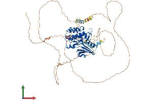 AlphaFold protein structure predicition of Mouse Recombinant Nuak1 Protein, UniprotID Q641K5