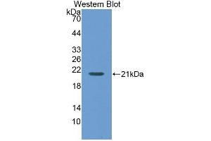 Western Blotting (WB) image for anti-Maltase-Glucoamylase (MGAM) (AA 213-392) antibody (ABIN3208964) (Maltase-Glucoamylase (MGAM) (AA 213-392) anticorps)