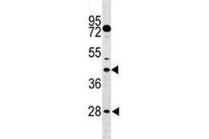 DUSP6 antibody western blot analysis in mouse stomach tissue lysate.