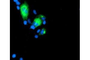 Immunofluorescence (IF) image for anti-Golgi Membrane Protein 1 (GOLM1) antibody (ABIN1498493) (GOLM1 anticorps)