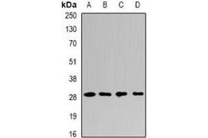 Western blot analysis of PSMF1 expression in A549 (A), K562 (B), mouse liver (C), mouse testis (D) whole cell lysates. (PSMF1 anticorps)