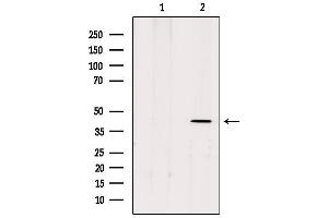 Western blot analysis of extracts from rat brain, using MTR1B Antibody. (Melatonin Receptor 1B anticorps  (N-Term))