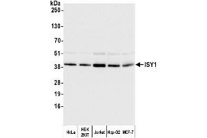 Immunoprecipitation (IP) image for anti-ISY1 Splicing Factor Homolog (ISY1) (AA 200-250) antibody (ABIN7451096)