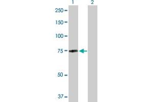 Western Blot analysis of MID2 expression in transfected 293T cell line by MID2 MaxPab polyclonal antibody. (Midline 2 anticorps  (AA 1-685))